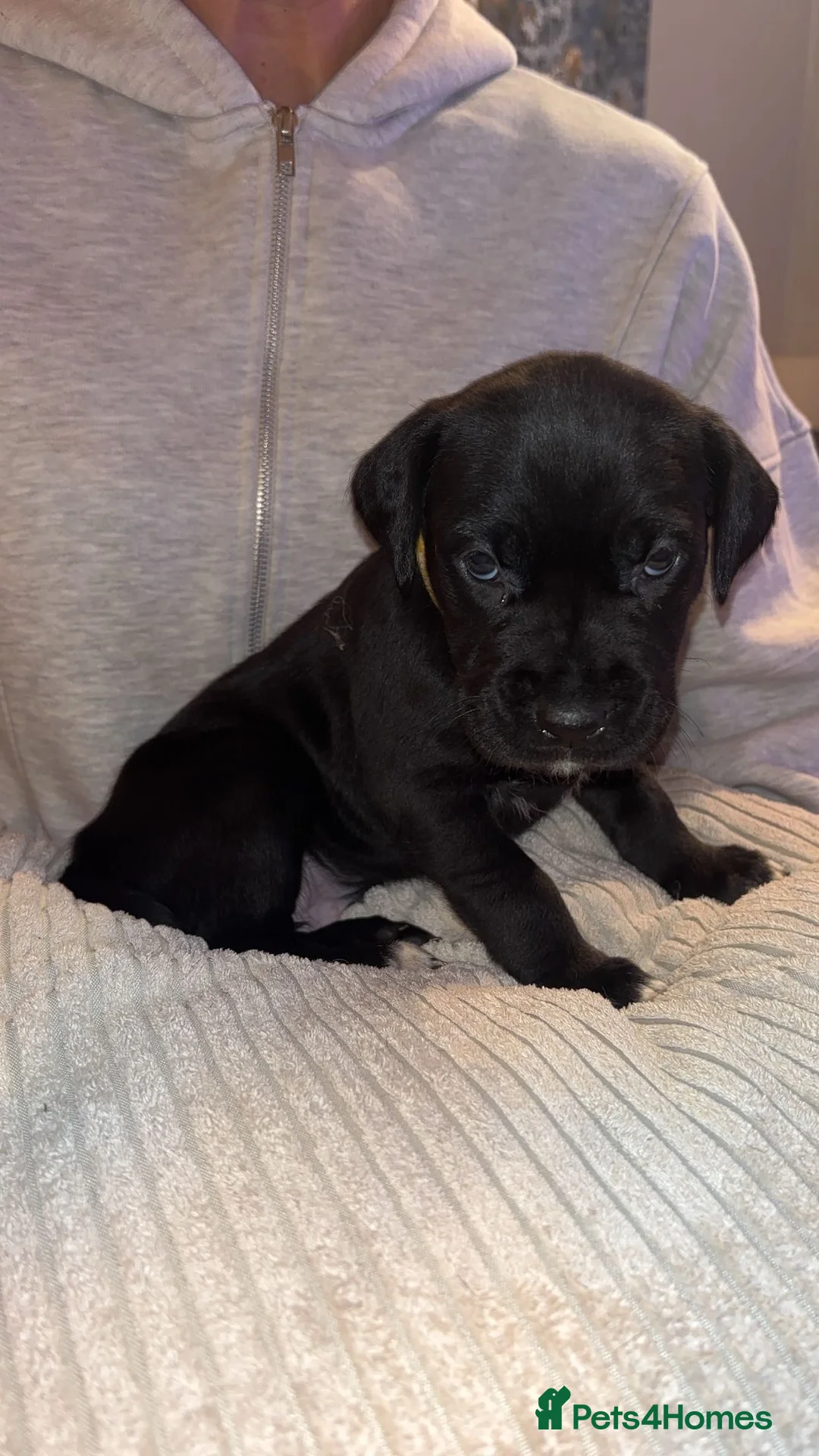 Mixed Breed dogs for sale: Stunning Cane Corso x Presa Canario Puppies  - Advert 21