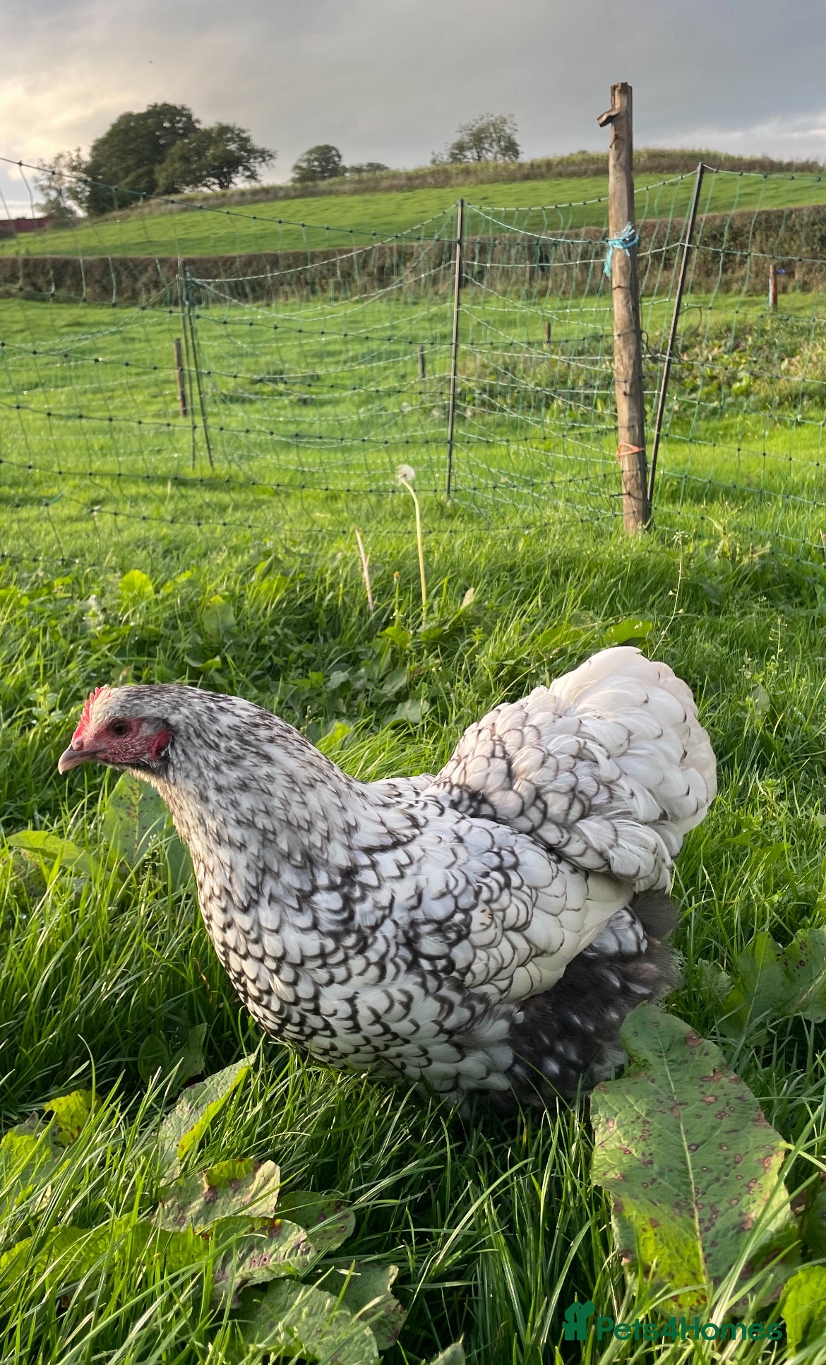 Chickens poultry Pure Bred Silver Laced Orpington Pullets - Advert 14