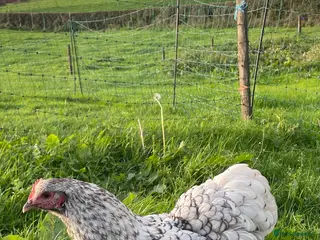 Chickens poultry Pure Bred Silver Laced Orpington Pullets - Advert 14