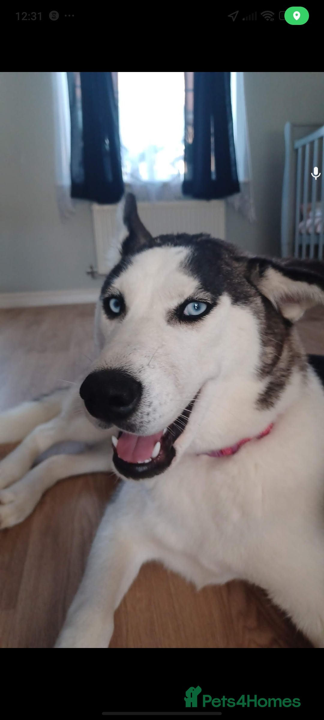 Siberian Husky dogs for sale: Husky - Advert 1