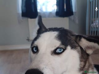 Siberian Husky dogs Husky - Advert 2