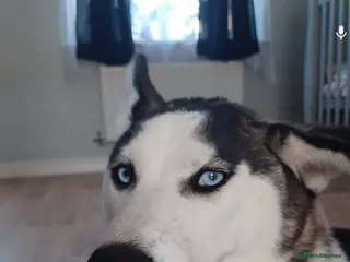 Siberian Husky dogs Husky - Advert 2