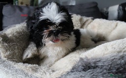 Shih Tzu dogs for sale: SHIH TZU GIRL and BOY PUPPIES TRICOLOUR READY NOW - Image 8