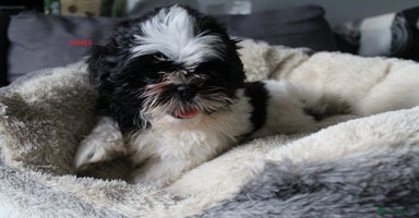 Shih Tzu dogs - Advert 6