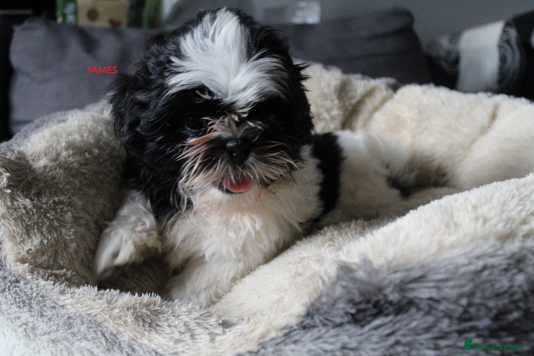Shih Tzu dogs for sale: SHIH TZU GIRL and BOY PUPPIES TRICOLOUR READY NOW - Image 8