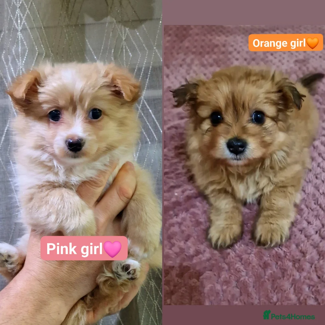 Maltipom dogs for sale: Maltese x Pomeranian - Advert 1