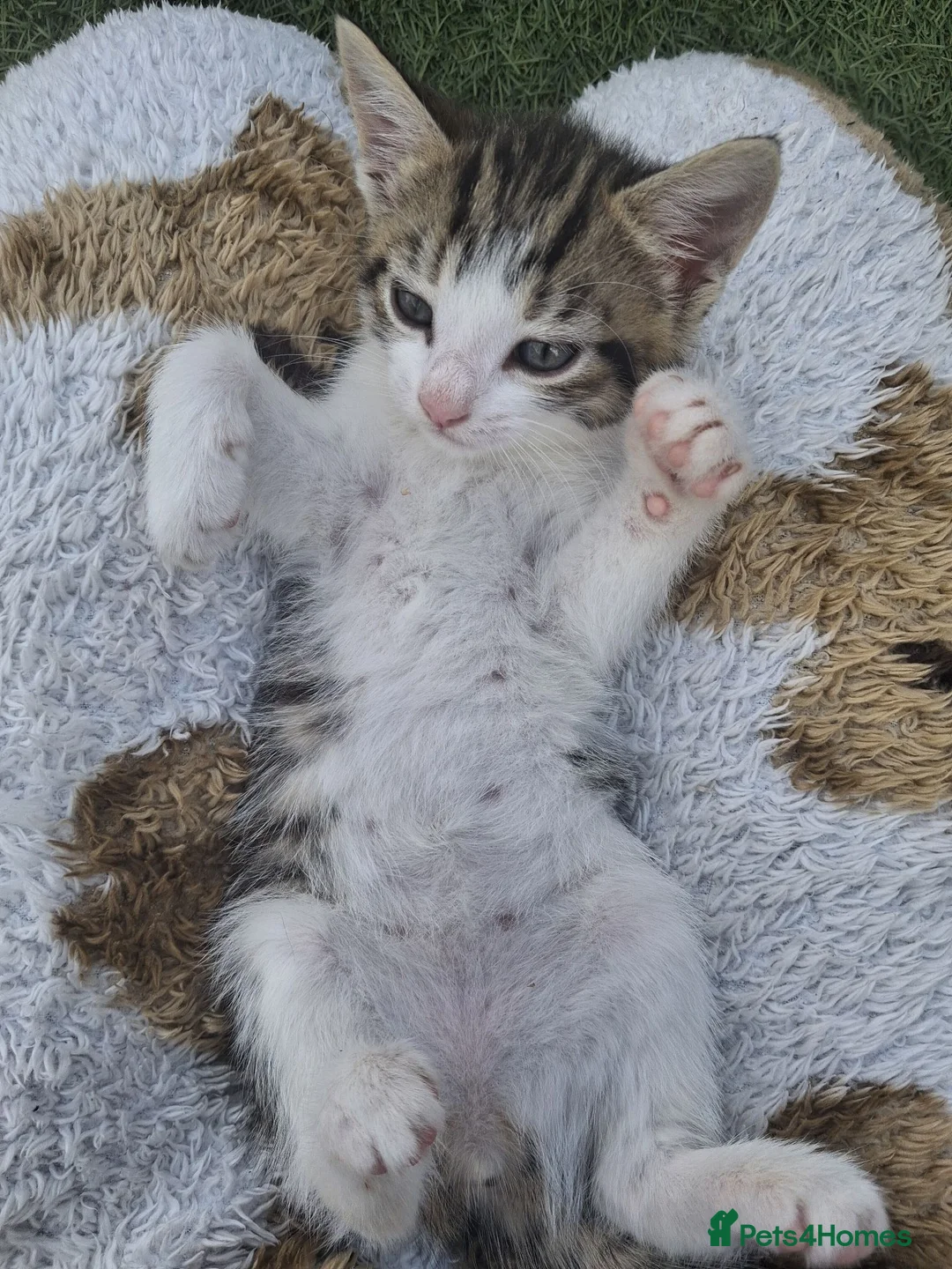 Mixed Breed cats for sale: Kittens - Advert 5
