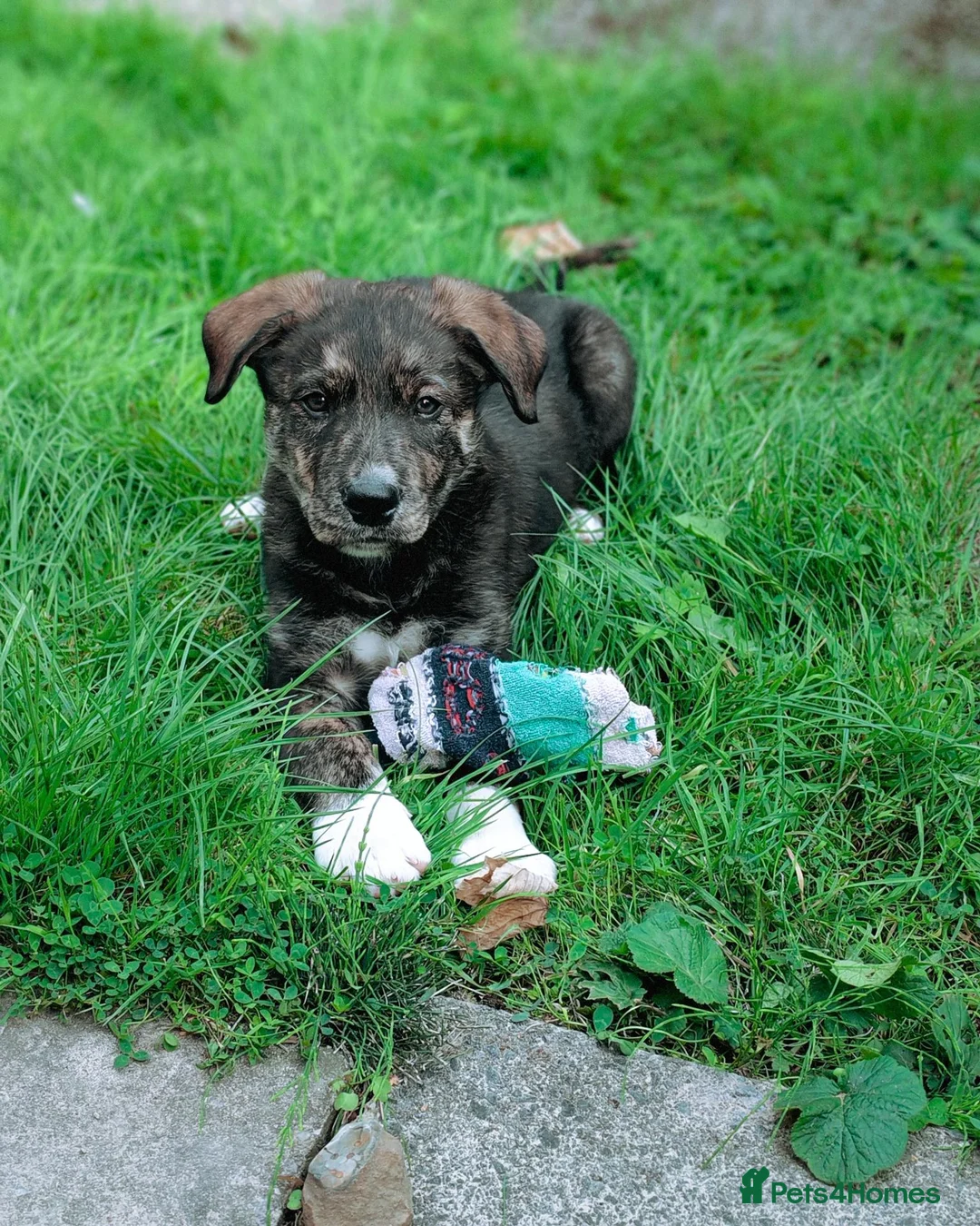 Mixed Breed dogs for sale: Mixed Breed huntaway x blue merle collie  - Advert 2