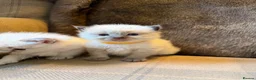 Ragdoll cats for sale: 3 gorgeous blue point male ragdolls. Ready now.  - Advert 14