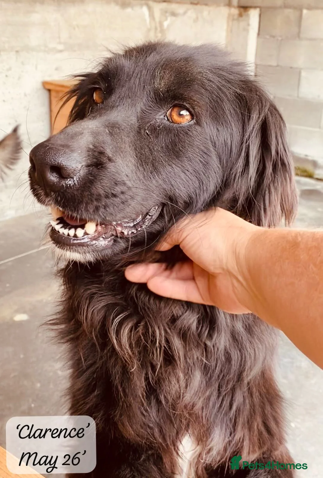 Mixed Breed dogs for adoption: Clarence, 6 yrs approx. Available for adoption. in Brixham - Advert 1