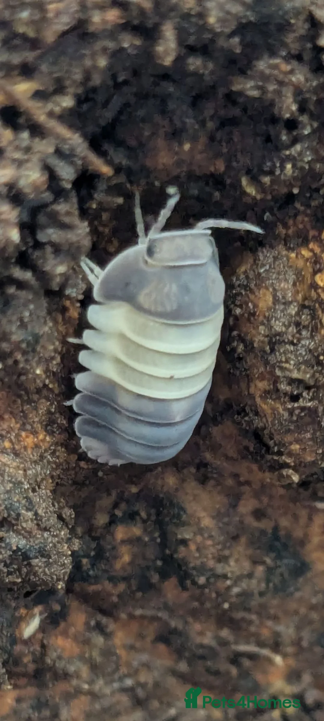 Isopods invertebrates for sale: Panda King Isopods  - Advert 2