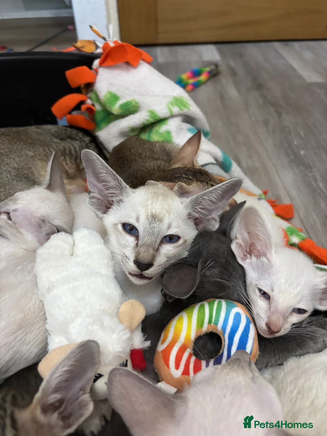 Siamese cats for sale: AMAZING SIAMESE and ORIENTAL BABIES - Advert 2