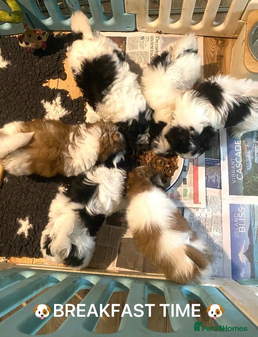 Mixed Breed dogs 💝 SUPER CUTE MALSHI PUPPIES 💝 - Advert 2