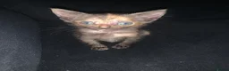 Mixed Breed cats for sale: Beautiful tortie shell girl in London - Advert 6