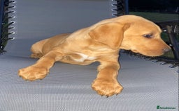 Labrador Retriever dogs for sale: BEAUTIFUL LABRADOR PUPPYS READY NOW - Image 11