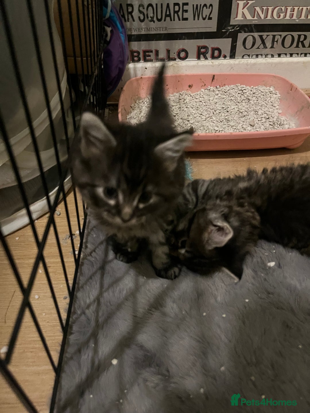 Maine Coon cats for sale: Maine coon X Ragdoll mix breed - Advert 5