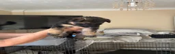 German Shepherd dogs for sale: German shepherd puppies - Advert 9