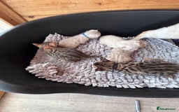 Bengal cats for sale: TICA Reg Bengal Kittens - Browns, Lynx & Mink - Image 10