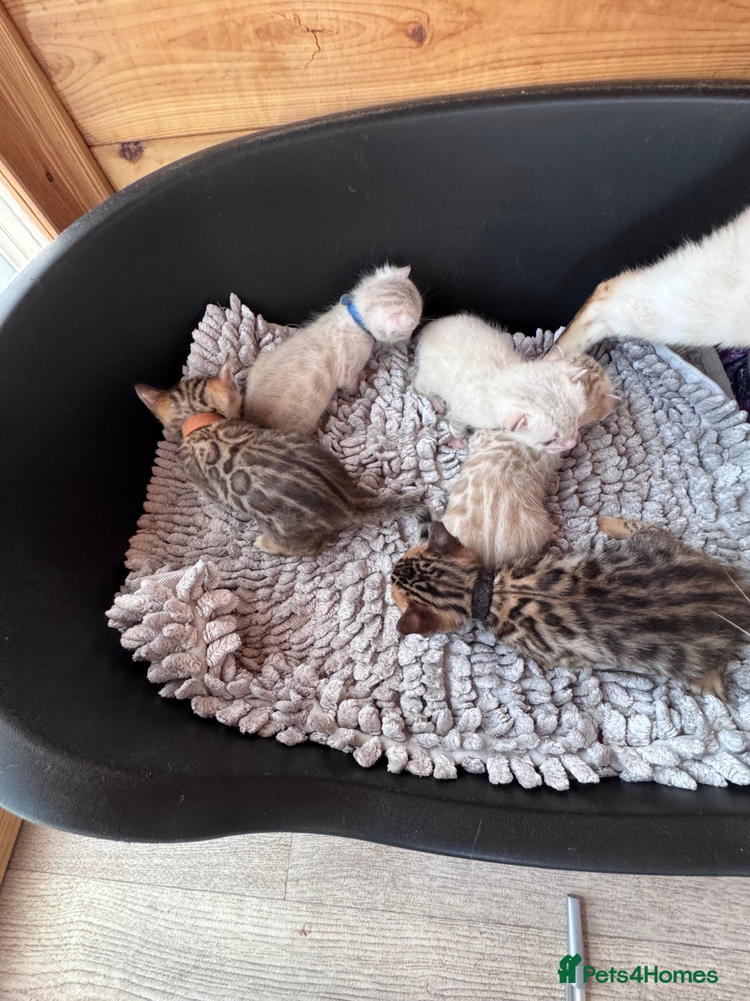 Bengal cats for sale: TICA Reg Bengal Kittens - Browns, Lynx & Mink - Image 10
