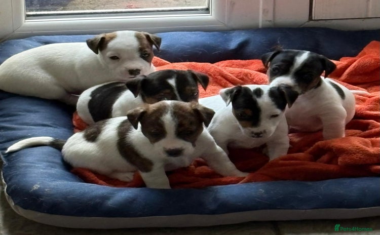 Jack Russell dogs - Advert 7