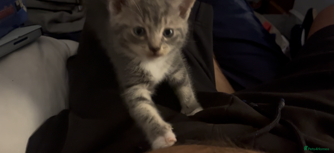 Mixed Breed cats for sale: Half ragdoll girl kittens ready now  - Image 1