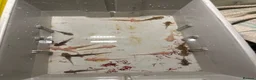 Axolotl reptiles for sale: Baby Axolotl’s  - Advert 1
