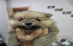 Pomeranian dogs for sale: Pomeranian dogs are looking for a loving home - Image 1