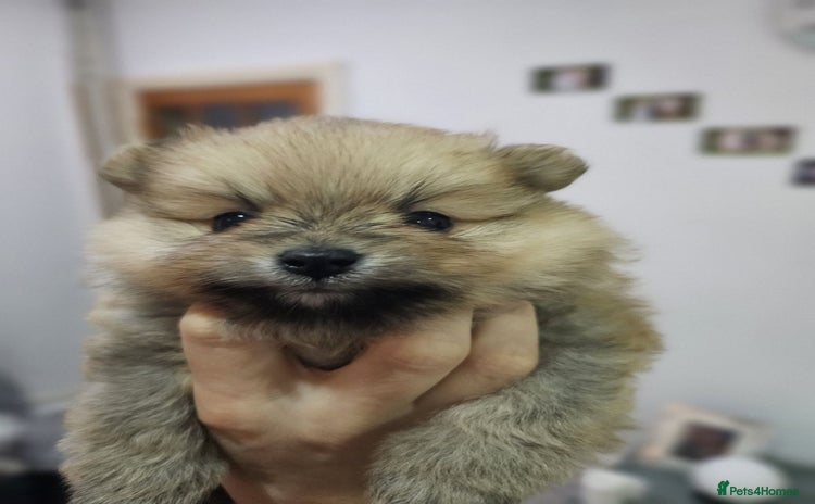 Pomeranian dogs - Advert 1