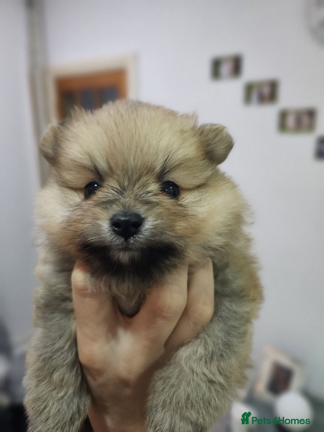 Pomeranian dogs for sale: Pomeranian dogs are looking for a loving home - Image 1