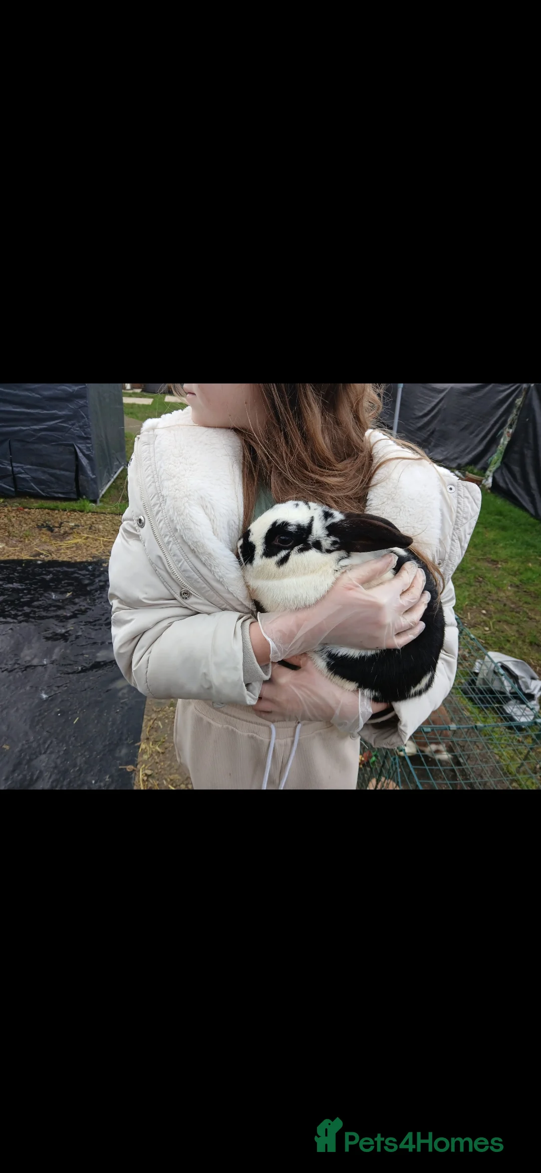 Mini Lop rabbits for sale: 2 male rabbits - Advert 1
