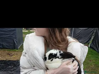 Mini Lop rabbits 2 male rabbits - Advert 1