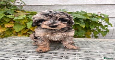 Maltipoo dogs - Advert 2