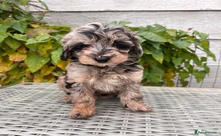Maltipoo dogs - Advert 8
