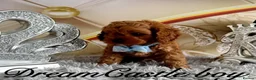 Cavapoo dogs for sale: Deep red Teddy Cavapoo ready now - Advert 25