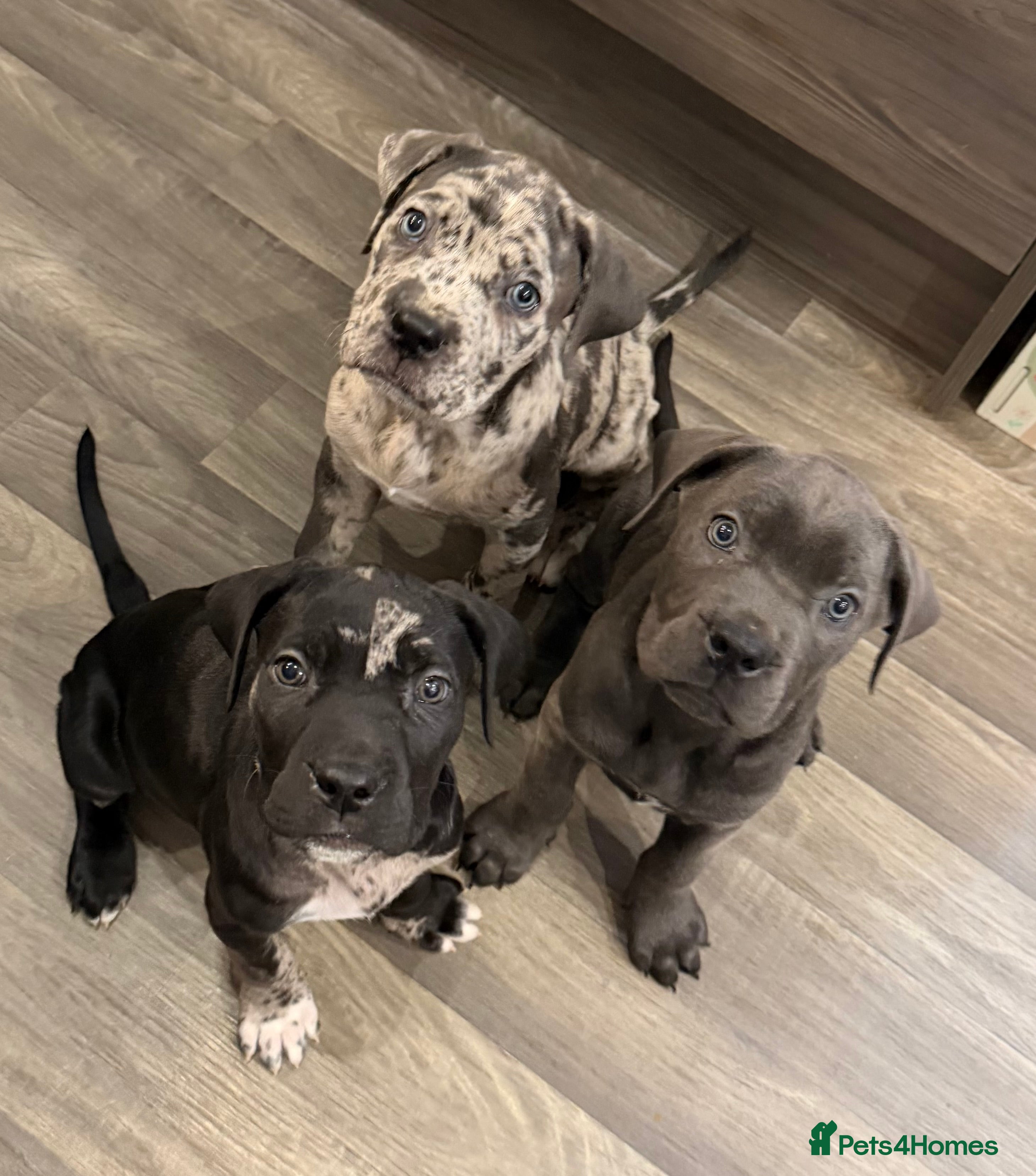 Cane Corso dogs LAST 2 PUPS Beautiful chunky Cane Corso’s  - Advert 3