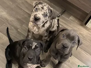 Cane Corso dogs LAST 2 PUPS Beautiful chunky Cane Corso’s - Advert 4