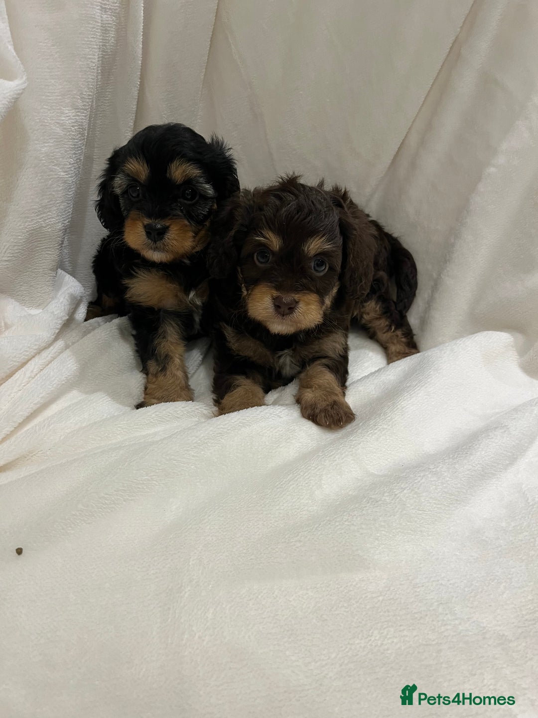 Cavapoo dogs for sale: Rare extensively health tested chocolate cavapoos - Advert 16