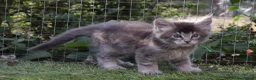 Maine Coon cats for sale: Tica registered pedigree poly Maine Coons. - Advert 22