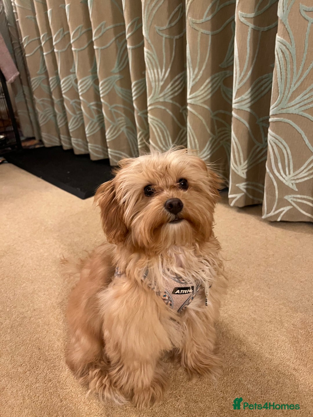 Maltipoo dogs for sale: Rehoming our beautiful Maltipoo puppy Jessie.  - Advert 6