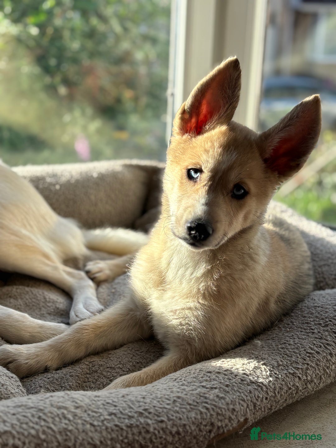 Pomsky dogs for sale: ✨ Adorable Blue-Eyed Pomsky Pups, 11 Weeks Old - Image 8