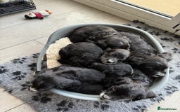Sprocker dogs for sale: Sprocker Spaniel pups READY NOW - Image 20