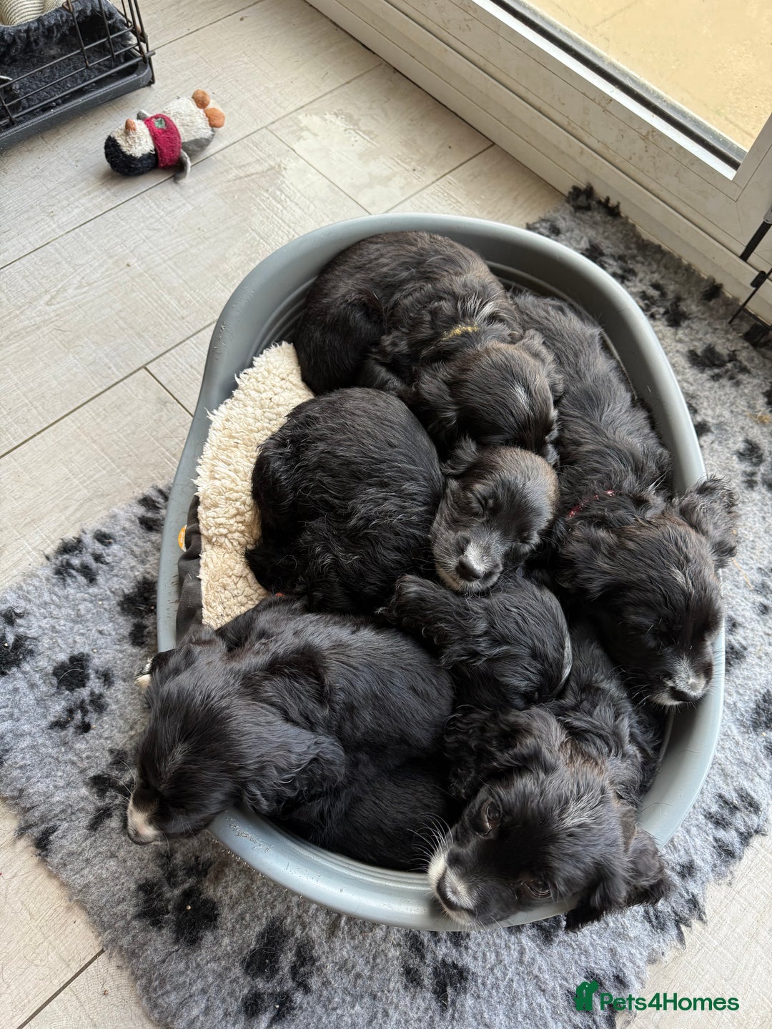 Sprocker dogs for sale: Sprocker Spaniel pups READY NOW - Image 20