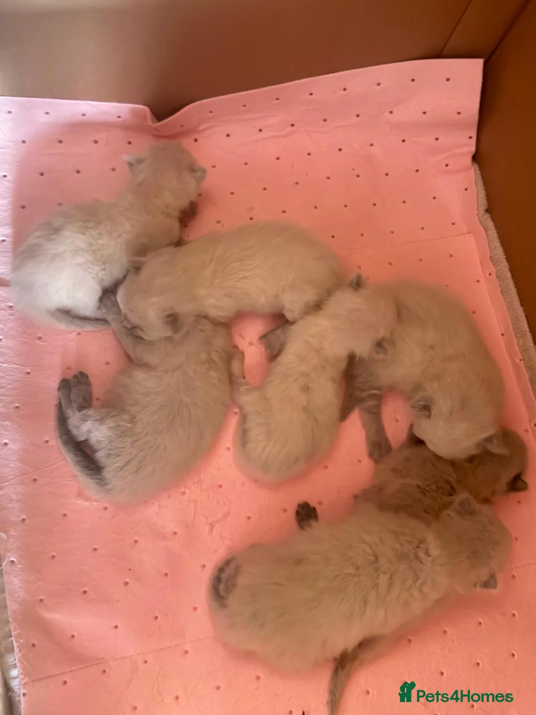 Ragdoll cats for sale: Wonderful purebred RAGDOLL  - Advert 18