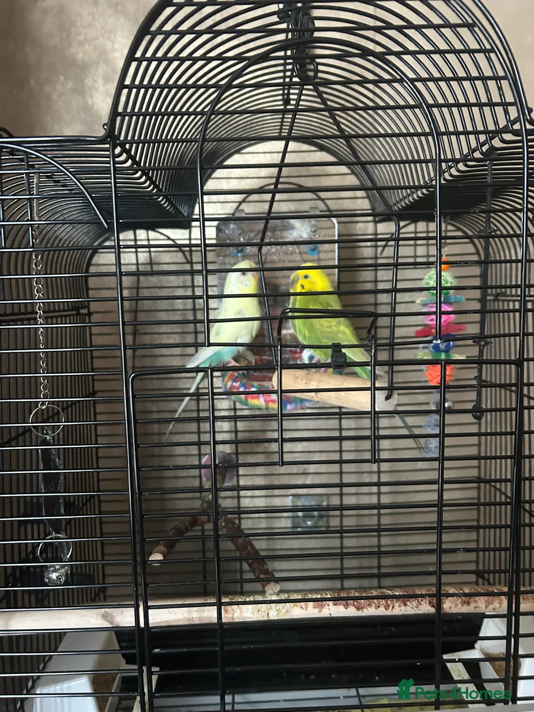 Budgerigars birds for sale: 2 budgies - Advert 1