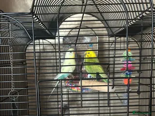 Budgerigars birds 2 budgies - Advert 1
