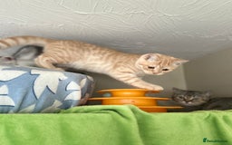Scottish Fold cats for sale: Beautiful kittens just for you - Image 14