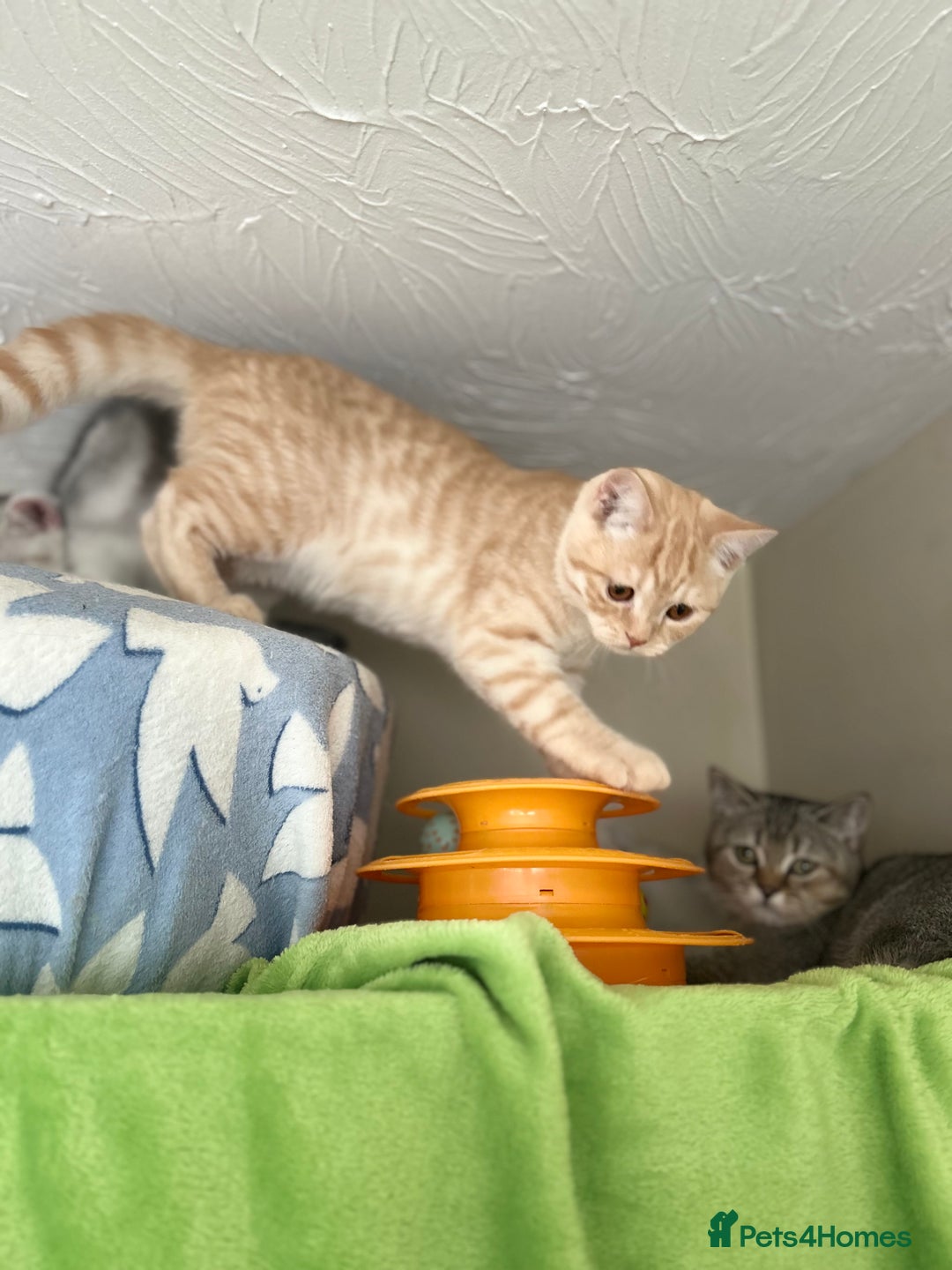 Scottish Fold cats for sale: Beautiful kittens just for you - Image 14