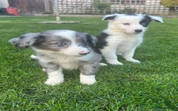 Border Collie dogs for sale: Border Collies READY NOW - Image 25
