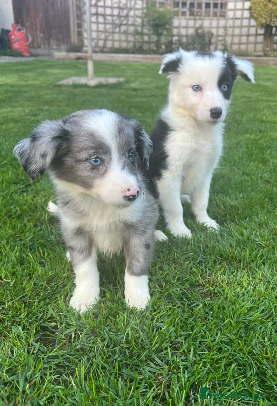 Border Collie dogs for sale: Border Collies READY NOW - Image 25