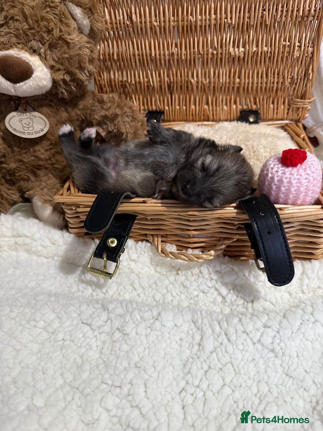 Pomeranian dogs for sale: Kc rainbow 🌈 Pomeranians  - Advert 9